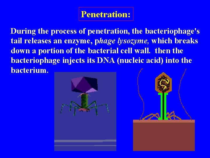 Penetration: During the process of penetration, the bacteriophage's tail releases an enzyme, phage lysozyme,