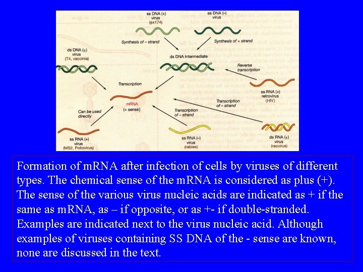 Formation of m. RNA after infection of cells by viruses of different types. The