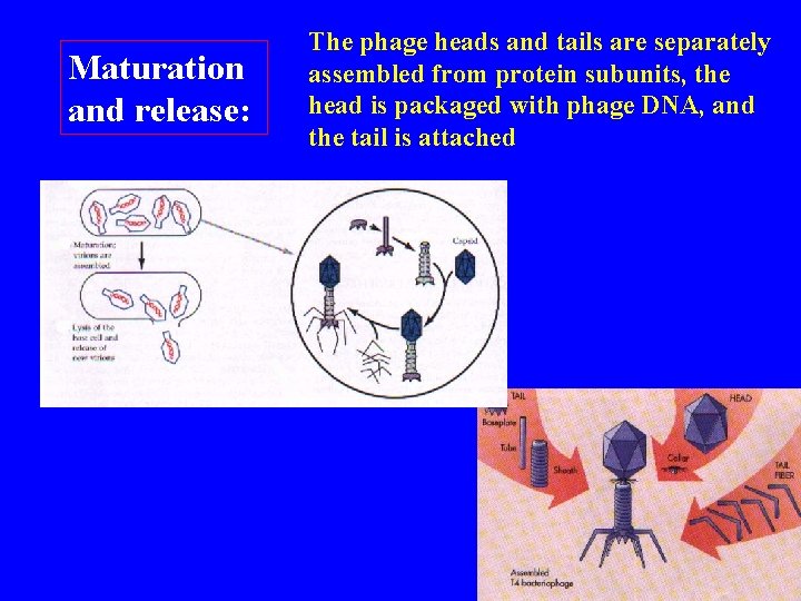 Maturation and release: The phage heads and tails are separately assembled from protein subunits,