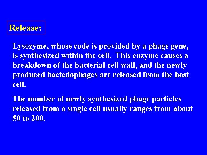 Release: Lysozyme, whose code is provided by a phage gene, is synthesized within the