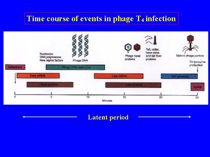 Time course of events in phage T 4 infection Latent period 