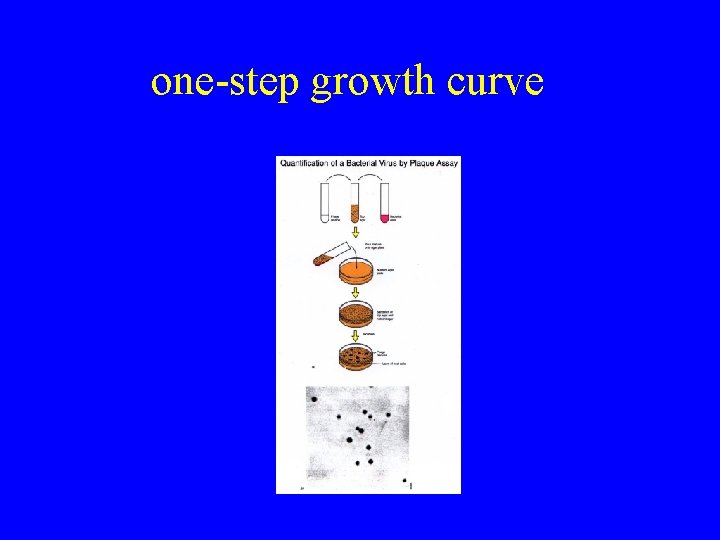 one-step growth curve 