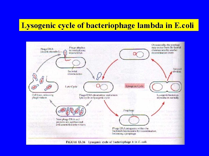 Lysogenic cycle of bacteriophage lambda in E. coli 