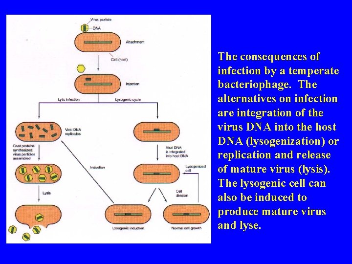 The consequences of infection by a temperate bacteriophage. The alternatives on infection are integration