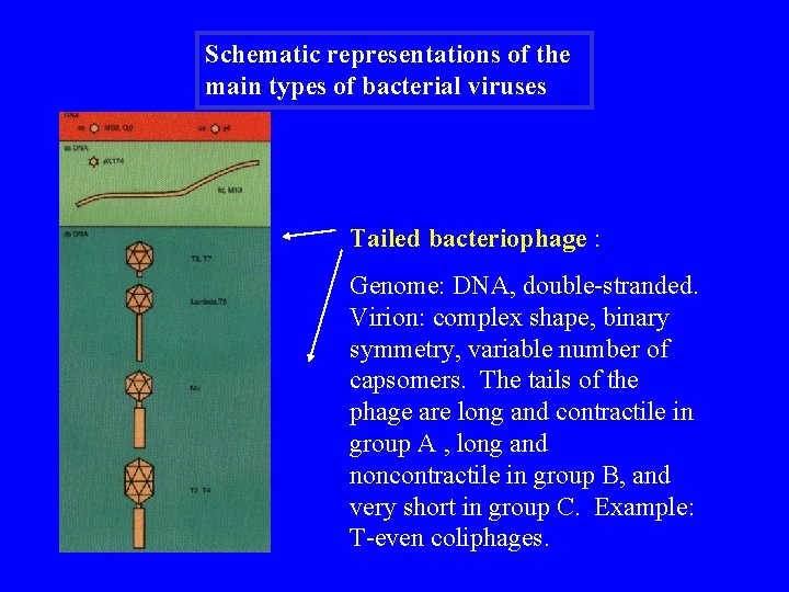Schematic representations of the main types of bacterial viruses Tailed bacteriophage : Genome: DNA,