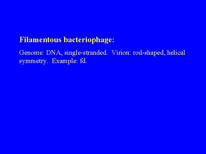  Filamentous bacteriophage: Genome: DNA, single-stranded. Virion: rod-shaped, helical symmetry. Example: fd. 