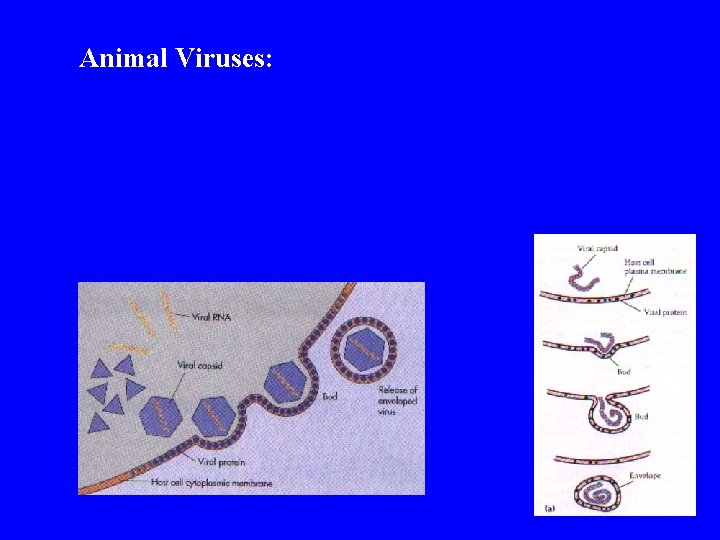 Animal Viruses: 