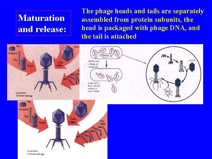 Maturation and release: The phage heads and tails are separately assembled from protein subunits,