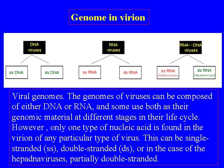 Genome in virion Viral genomes. The genomes of viruses can be composed of either