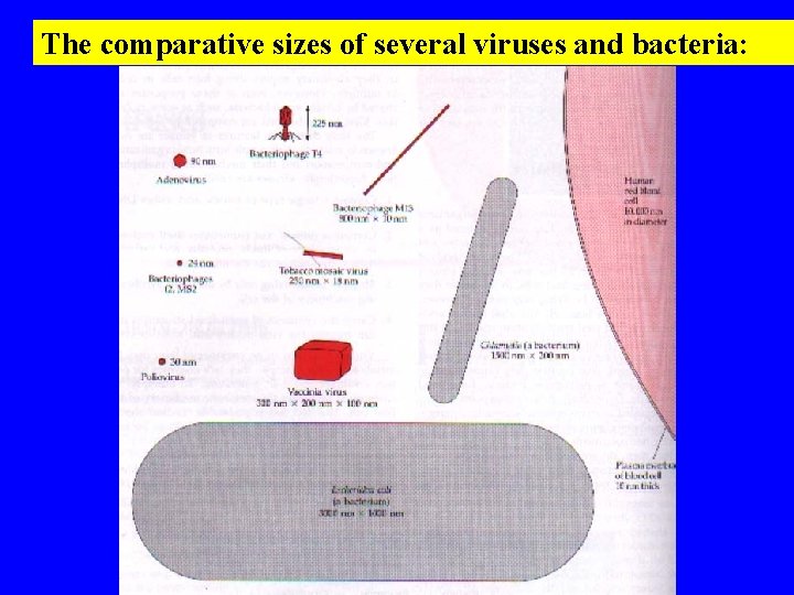 The comparative sizes of several viruses and bacteria: 