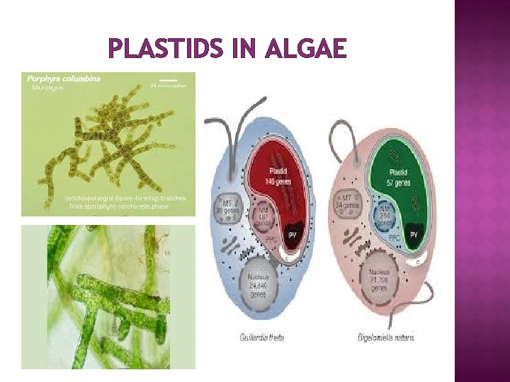 PLASTIDS IN ALGAE 