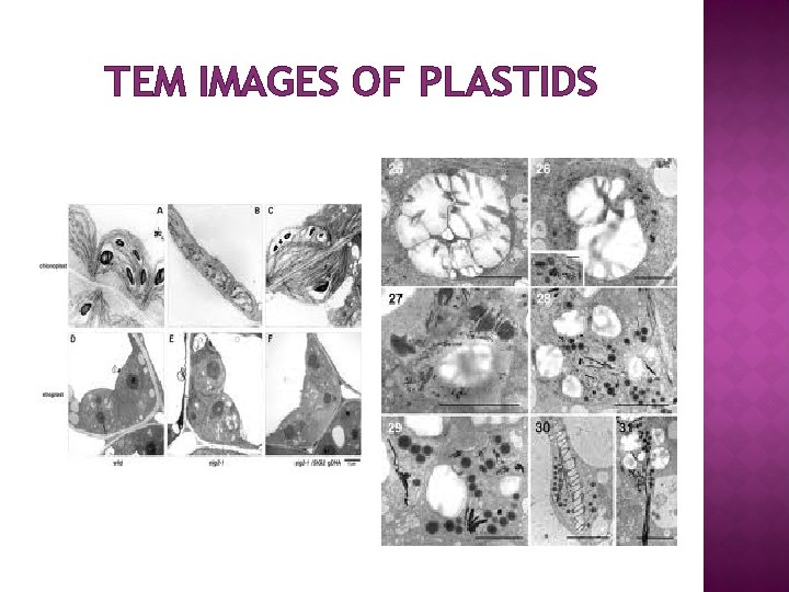 TEM IMAGES OF PLASTIDS 