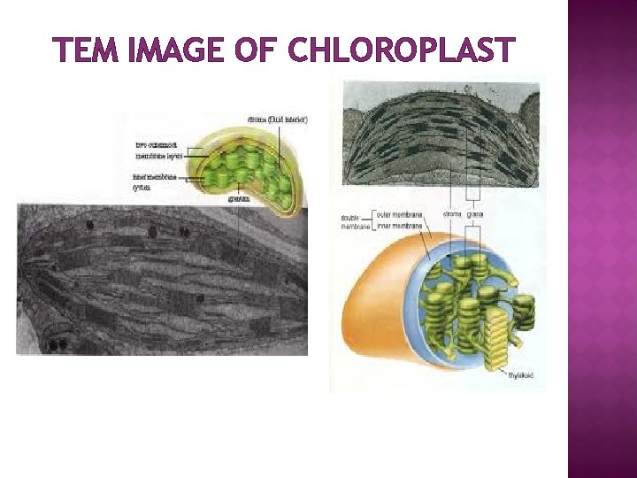 TEM IMAGE OF CHLOROPLAST 