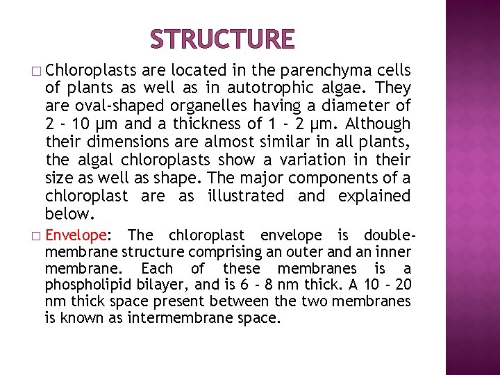 STRUCTURE � Chloroplasts are located in the parenchyma cells of plants as well as