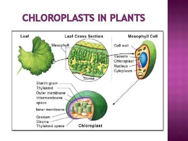 CHLOROPLASTS IN PLANTS 