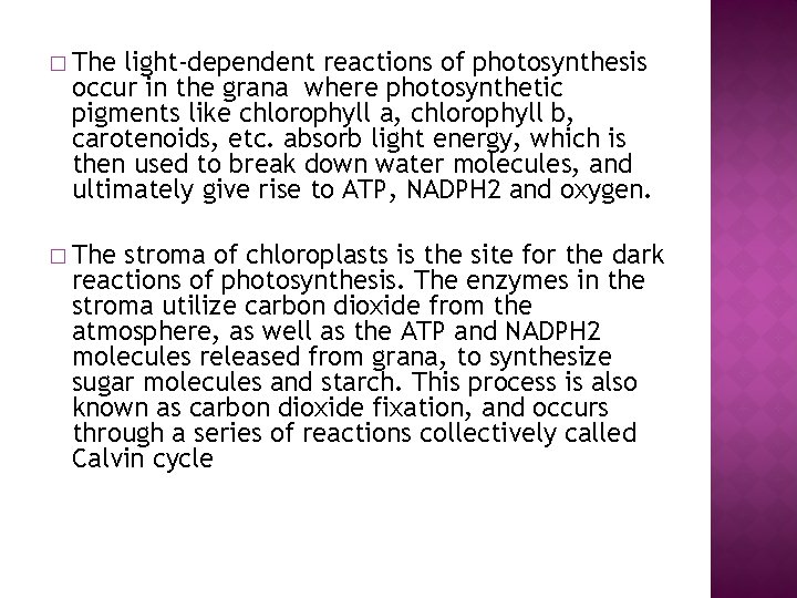 � The light-dependent reactions of photosynthesis occur in the grana where photosynthetic pigments like