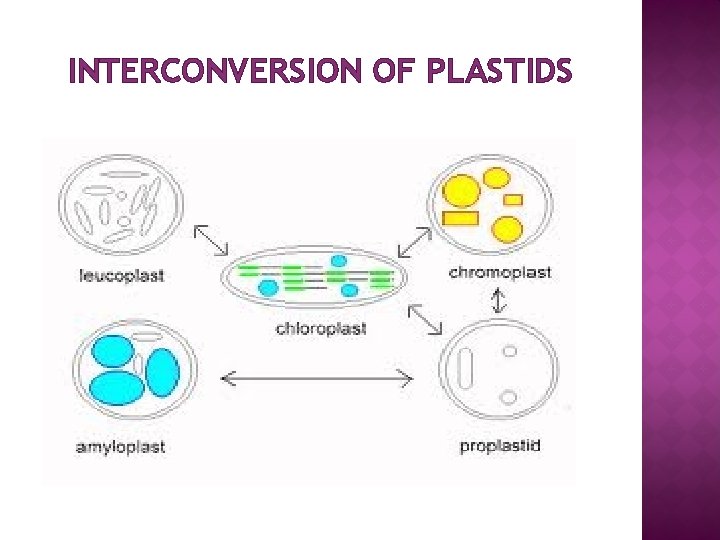 INTERCONVERSION OF PLASTIDS 