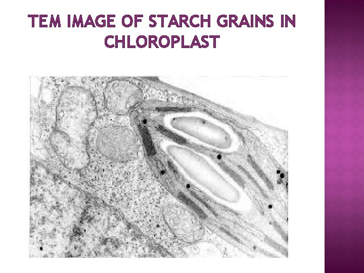 TEM IMAGE OF STARCH GRAINS IN CHLOROPLAST 