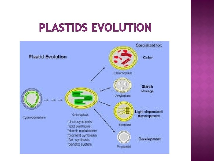 PLASTIDS EVOLUTION 