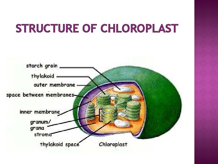 STRUCTURE OF CHLOROPLAST 