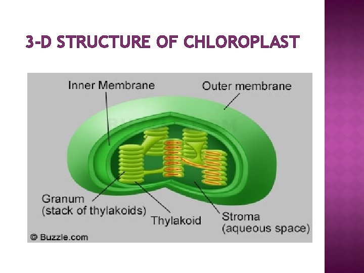 3 -D STRUCTURE OF CHLOROPLAST 