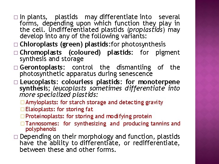 In plants, plastids may differentiate into several forms, depending upon which function they play