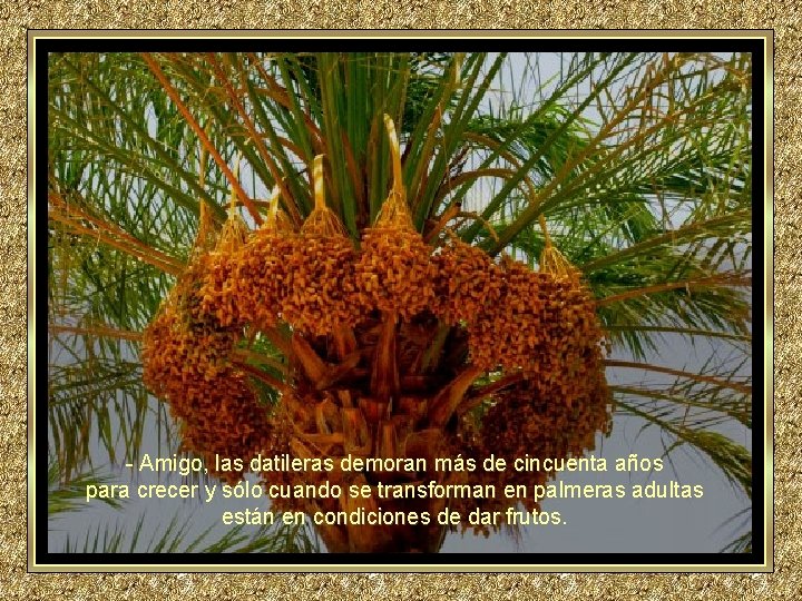 - Amigo, las datileras demoran más de cincuenta años para crecer y sólo cuando - Amigo, las datileras demoran más de cincuenta años para crecer y sólo cuando
