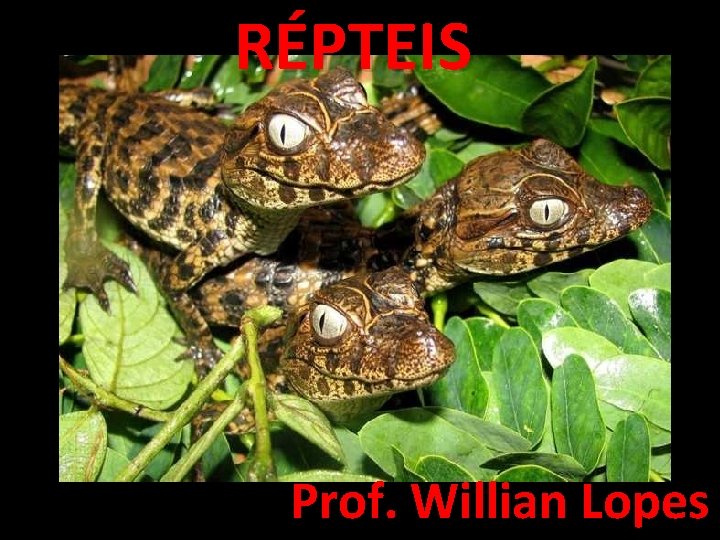 RÉPTEIS Prof. Willian Lopes 