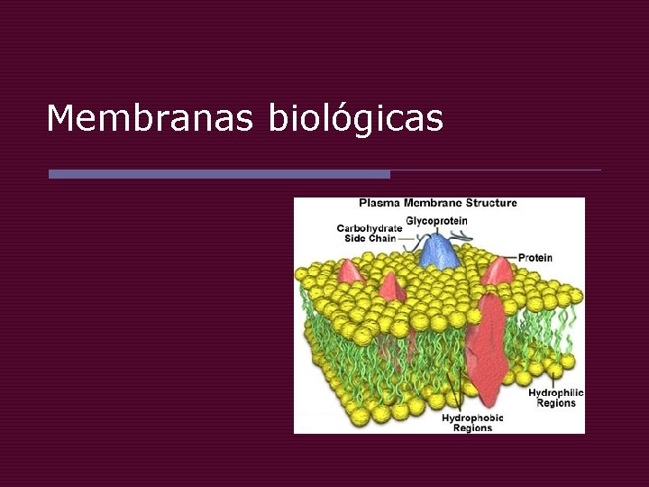 Membranas biológicas 