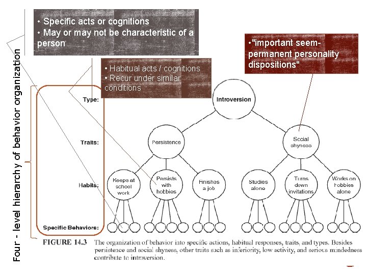 Four - level hierarchy of behavior organization • Specific acts or cognitions • May