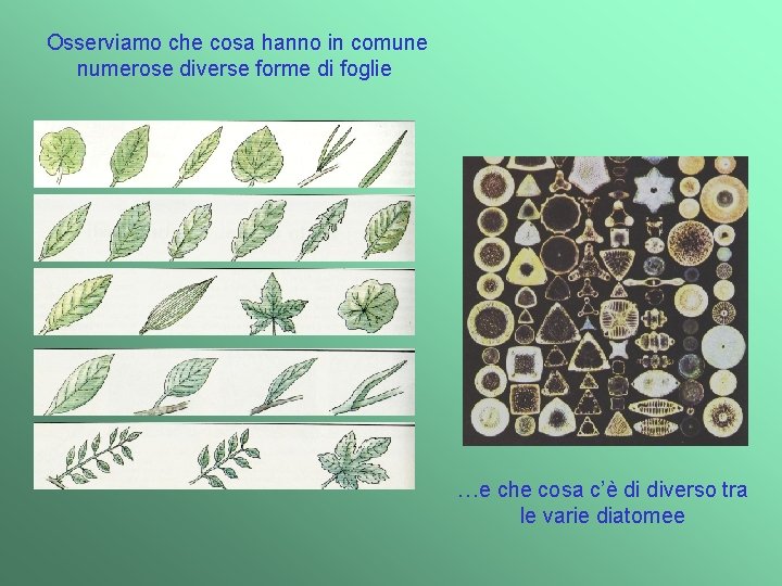  Osserviamo che cosa hanno in comune numerose diverse forme di foglie …e che