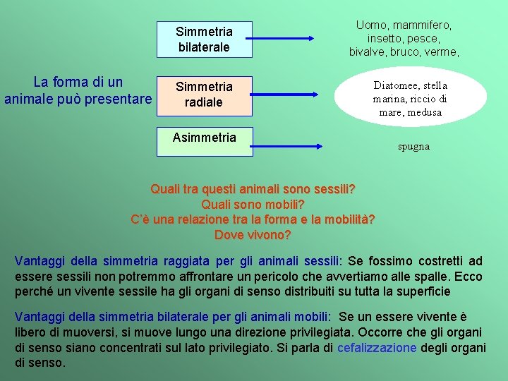 Simmetria bilaterale La forma di un animale può presentare Simmetria radiale Uomo, mammifero, insetto,