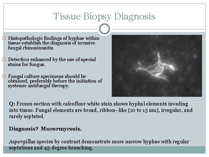 Tissue Biopsy Diagnosis � Histopathologic findings of hyphae within tissue establish the diagnosis of