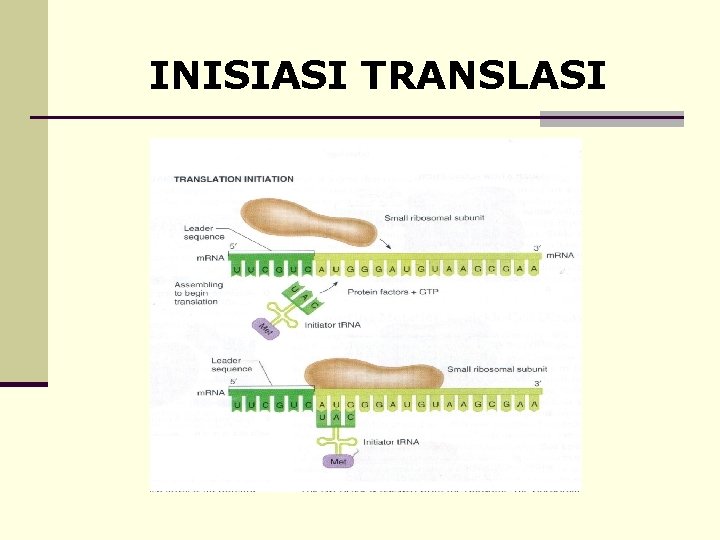 INISIASI TRANSLASI INISIASI TRANSLASI