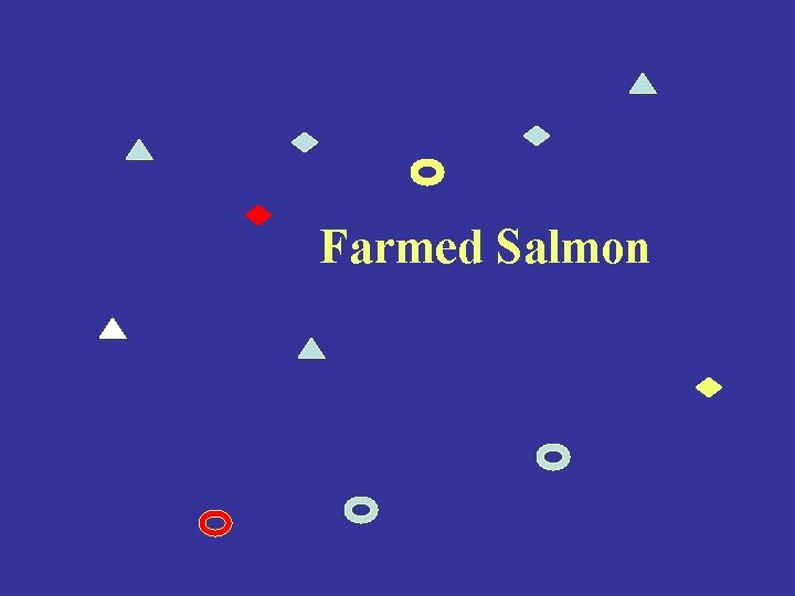 Farmed Salmon 