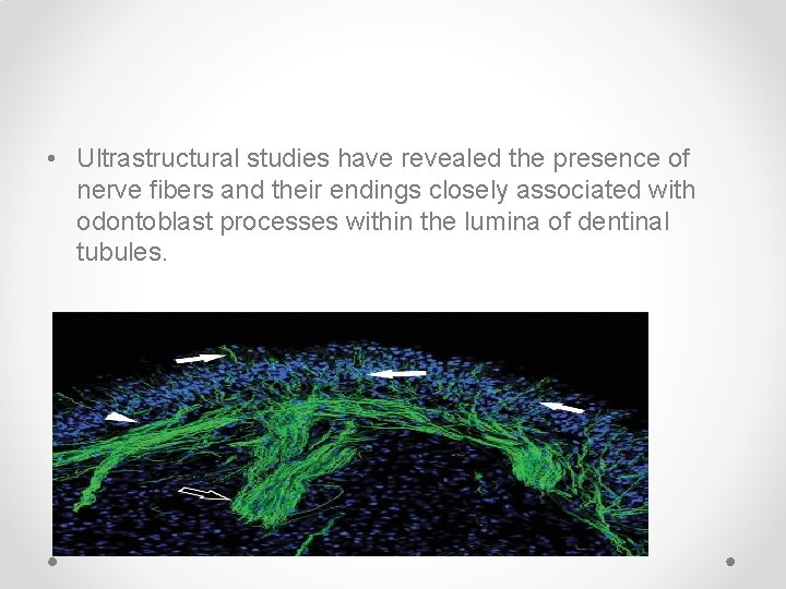  • Ultrastructural studies have revealed the presence of nerve fibers and their endings