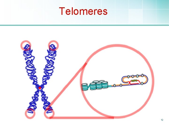 Telomeres 12 