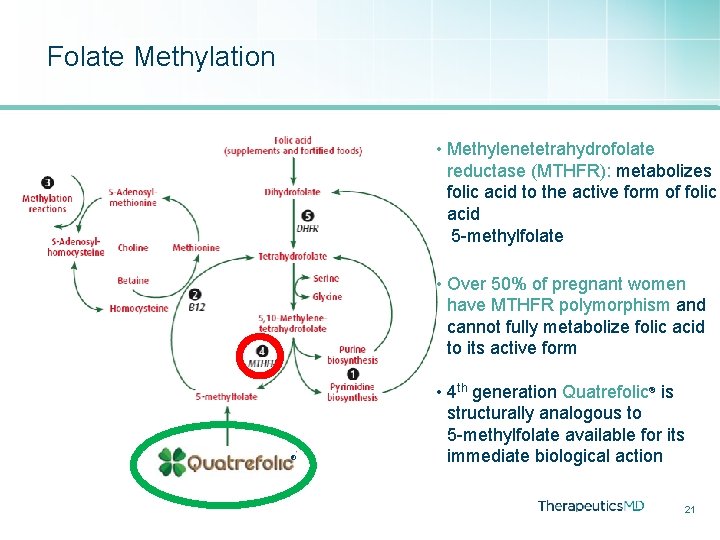 Folate Methylation • Methylenetetrahydrofolate reductase (MTHFR): metabolizes folic acid to the active form of