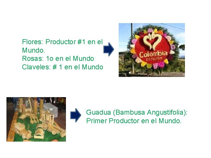 Flores: Productor #1 en el Mundo. Rosas: 1 o en el Mundo Claveles: #