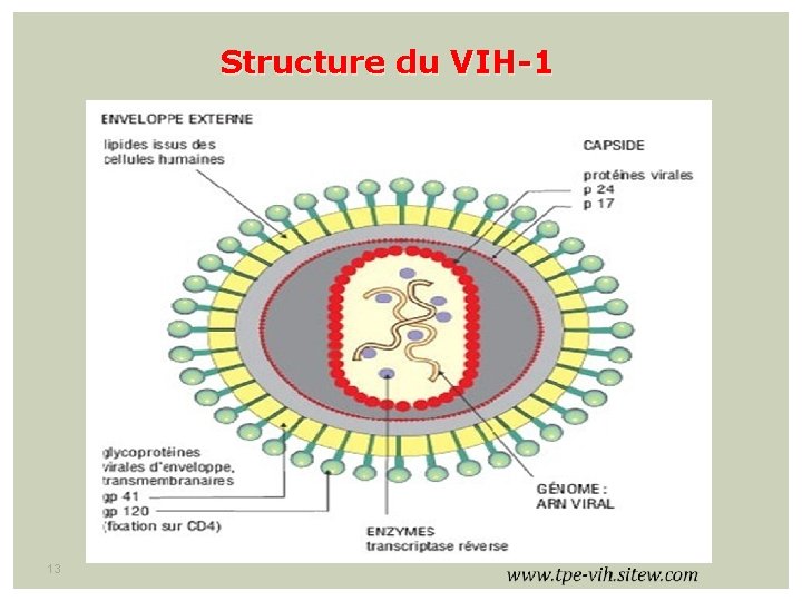 Structure du VIH-1 13 