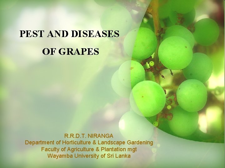 PEST AND DISEASES OF GRAPES R. R. D. T. NIRANGA Department of Horticulture &