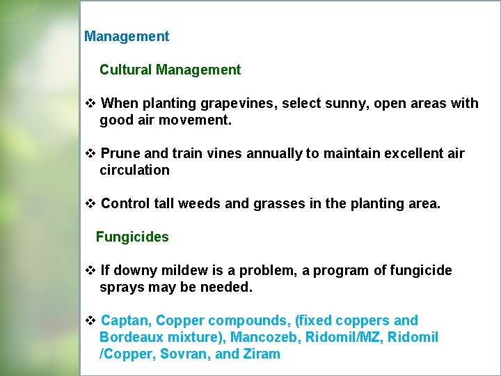Management Cultural Management v When planting grapevines, select sunny, open areas with good air