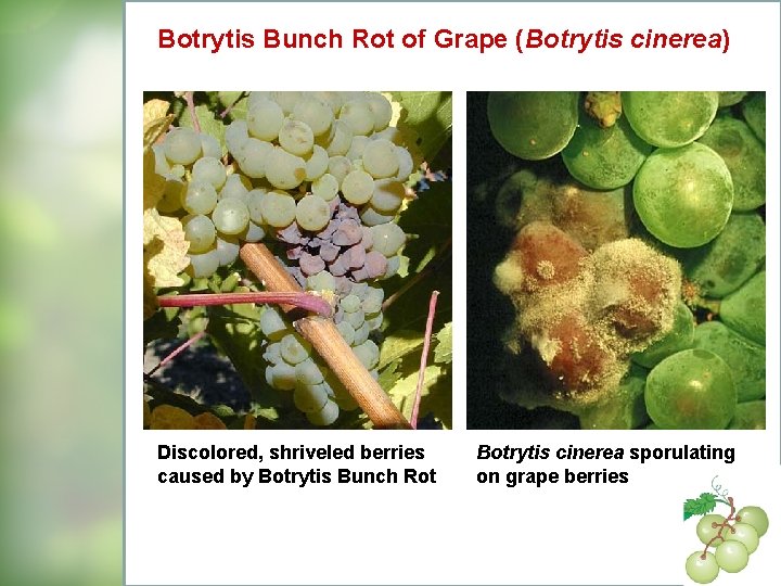 Botrytis Bunch Rot of Grape (Botrytis cinerea) Discolored, shriveled berries caused by Botrytis Bunch