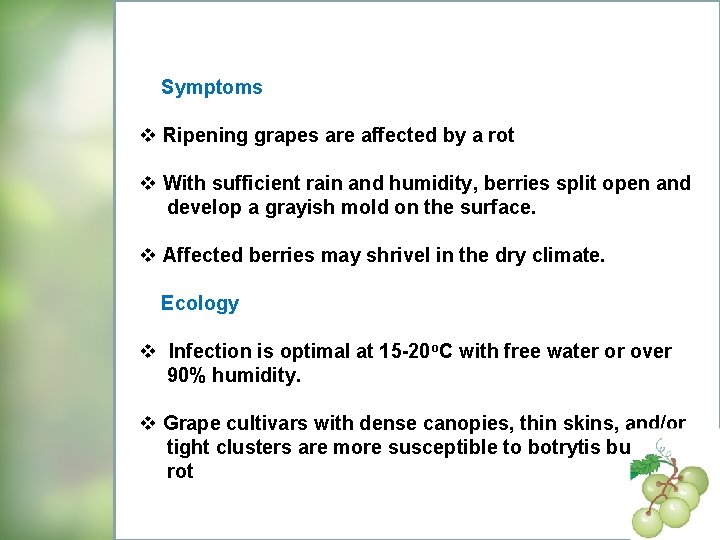  Symptoms v Ripening grapes are affected by a rot v With sufficient rain