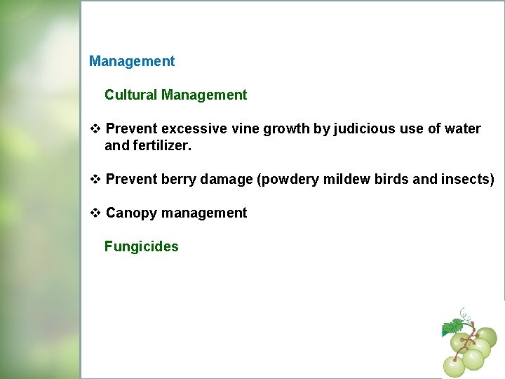 Management Cultural Management v Prevent excessive vine growth by judicious use of water and