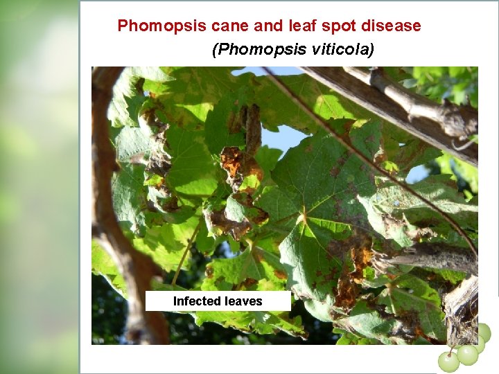 Phomopsis cane and leaf spot disease (Phomopsis viticola) Infected leaves 