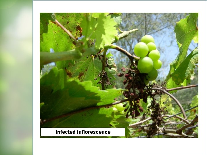 Infected inflorescence 