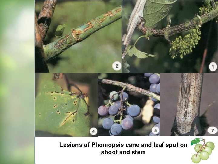 Lesions of Phomopsis cane and leaf spot on shoot and stem 