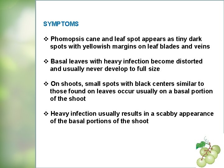 SYMPTOMS v Phomopsis cane and leaf spot appears as tiny dark spots with yellowish