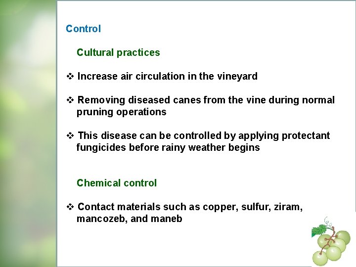 Control Cultural practices v Increase air circulation in the vineyard v Removing diseased canes